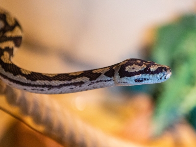 Carpet python - De Zonnegloed - Animal park - Animal refuge centre 